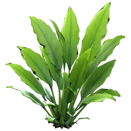 An amazon sword plant