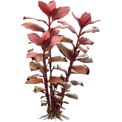 Red ludwigia