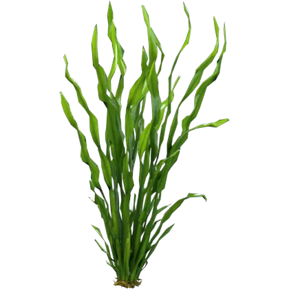 Vallisneria