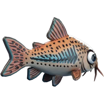 Corydoras