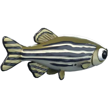Zebra Danio